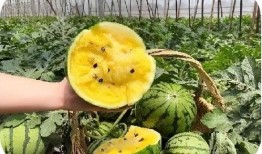 合肥大学新瓜最新爆料,揭秘校园风云背后的真相