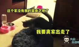 爆料配音搞笑视频素材,搞笑视频素材背后的趣味故事