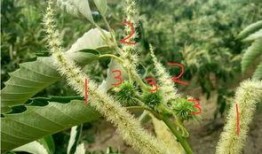 淫羊藿最新爆料,揭秘神奇草本植物的神奇功效与最新研究进展