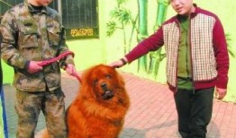 藏獒先生爆料视频播放下载