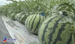 神木网红欣北吃瓜,揭秘网络红人的幕后故事