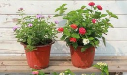 吉利高管爆料视频大全最新,最新爆料视频大全深度解析