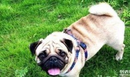 巴哥最新爆料信息,最新爆料信息大起底