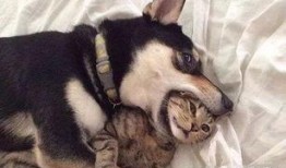 二狗爆料梦幻大瓜视频,二狗独家爆料，揭秘娱乐圈惊人内幕