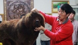 藏獒先生爆料视频播放下载