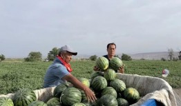 朝堂吃瓜第一集免费观看,第一集免费揭秘宫廷秘闻