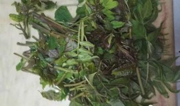 野菜生活爆料视频大全最新,揭秘大自然中的绿色宝藏