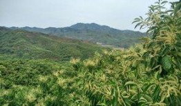 淫羊藿最新爆料,揭秘神奇草本植物的神奇功效与最新研究进展