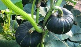 网红元气吃瓜,揭秘娱乐圈幕后故事