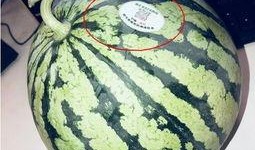 哈萨克网红吃瓜,揭秘网红们的幕后故事