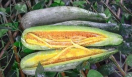 网红元气吃瓜,揭秘娱乐圈幕后故事