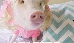 娱乐吃瓜酱猪猪视频