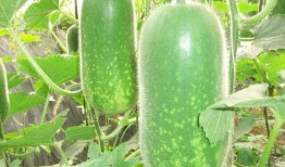 网红陈妮妮吃瓜图片大全,网红美食生活大揭秘