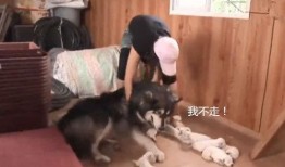 知名狗崽爆料事件视频,揭秘知名事件背后惊人真相