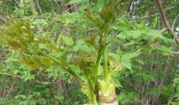 野菜生活爆料视频大全最新,揭秘大自然中的绿色宝藏