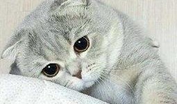 张猫猫爆料大橙子视频,大橙子视频背后的故事