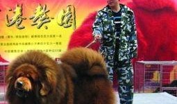 藏獒先生爆料视频播放下载